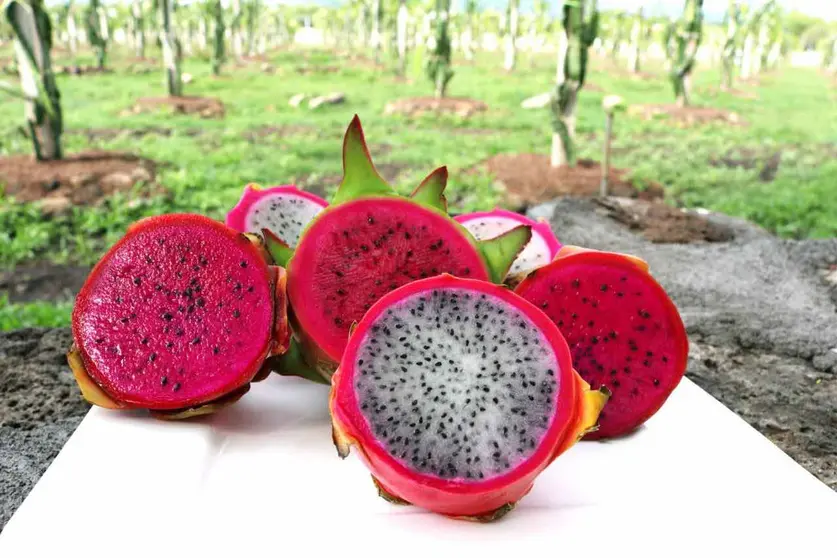 pitaya