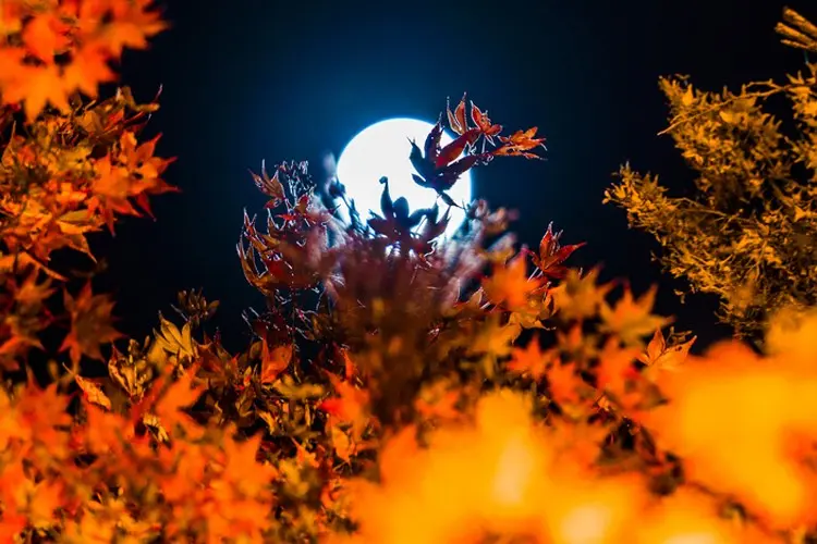 otoño