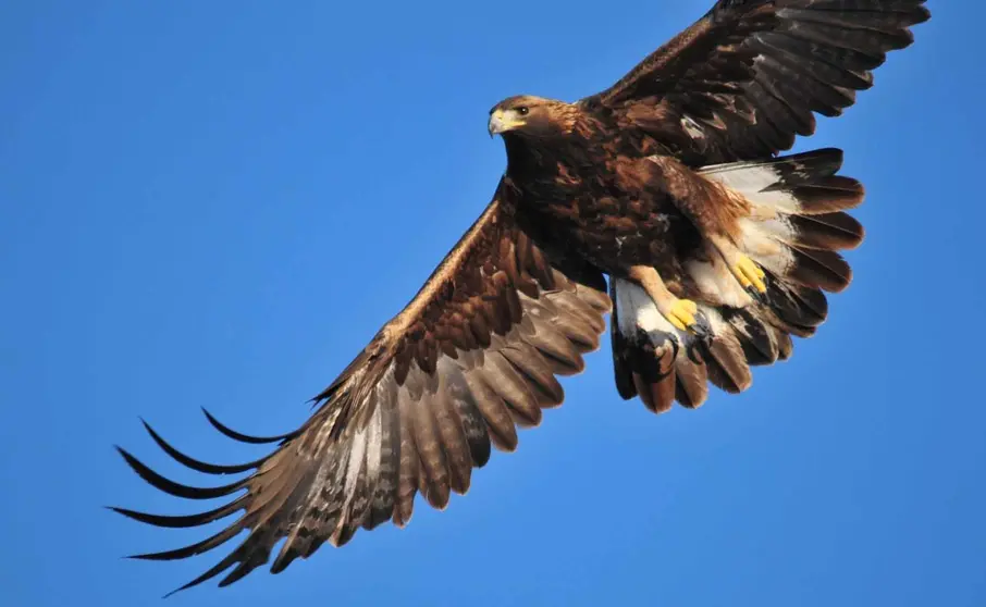 águila real