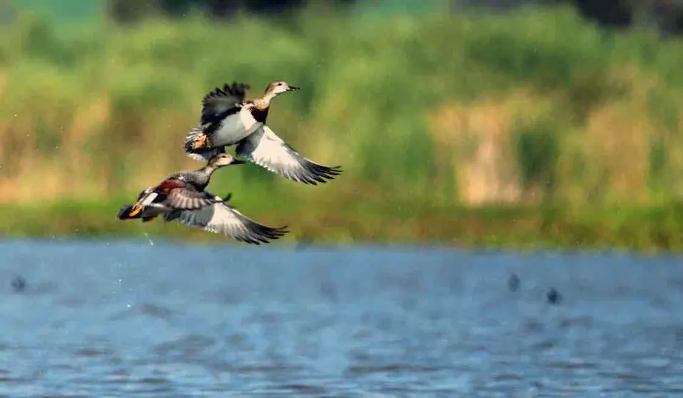 smaot aves naturaleza lago