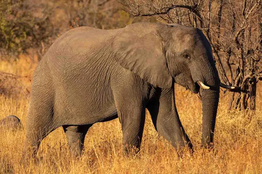 El elefante, de Chen Cun