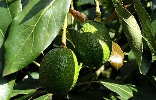 aguacate