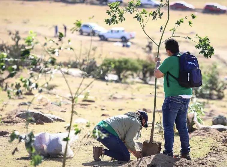 leon árbol reforestación planta