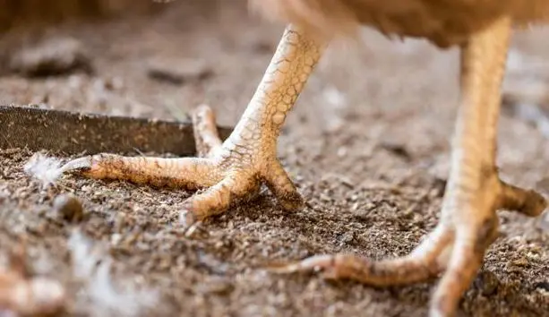 Patas-debiles-de-pollos