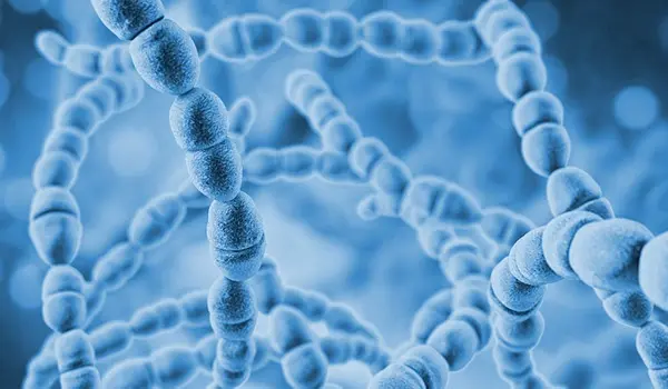 Bacteria Streptococcus thermophilus, 3D illustration. Probiotic Gram-positive spherical bacteria used in cheese and yogurt production