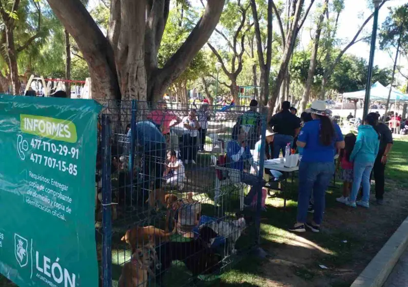 leon animales