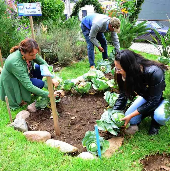 Fomentan la creación de huertos familiares