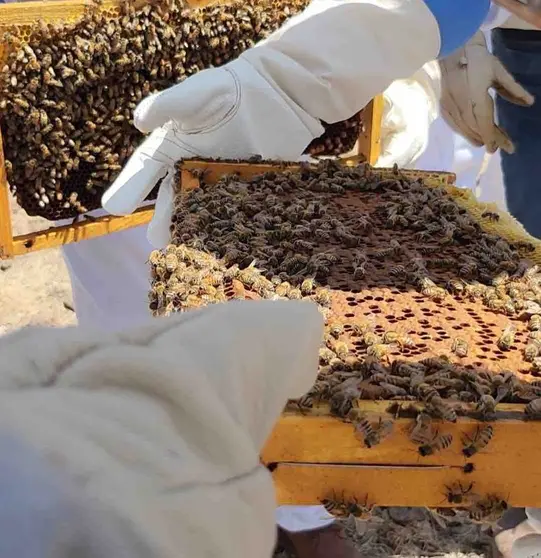 abejas