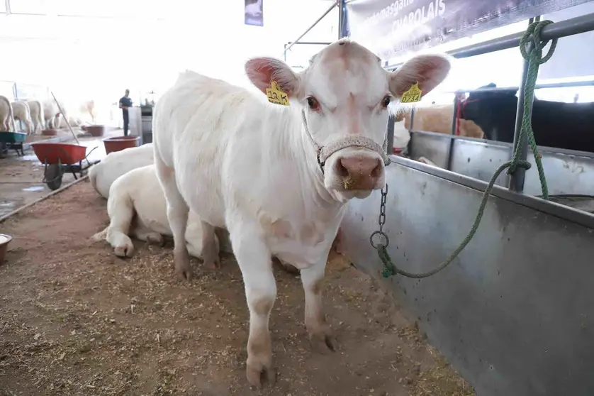 vaca