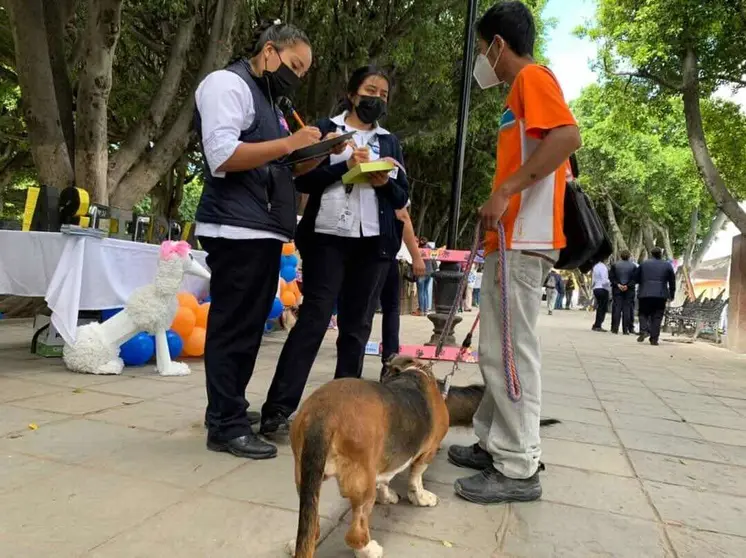 antirrábicas vacuna perro