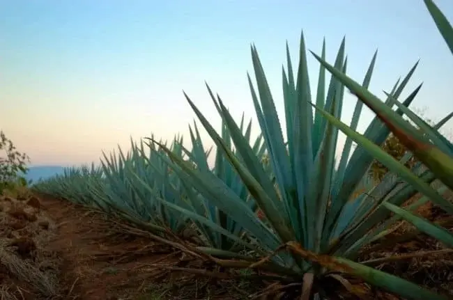 Mezcal