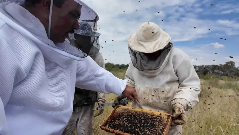 Guanajuatenses exportan cajeta, miel y derivados a EEUU
