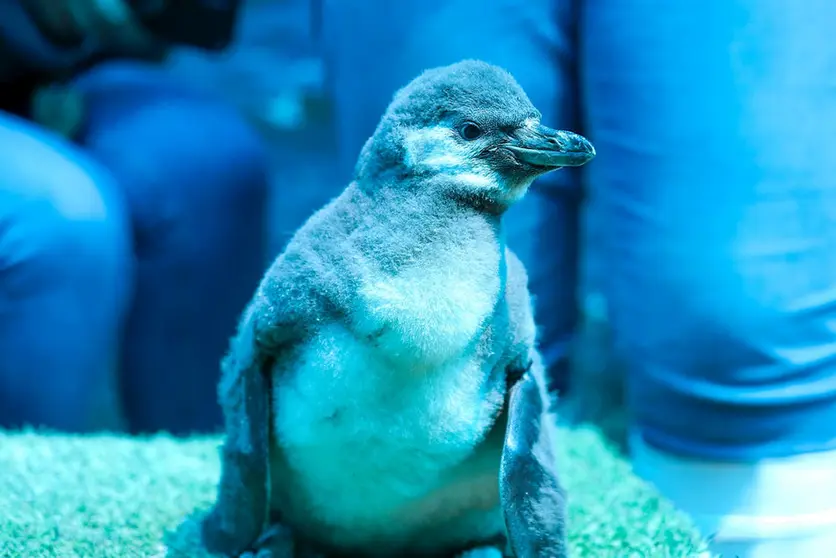 El Zoo León es líder nacional en alojamiento de pingüinos Humboldt