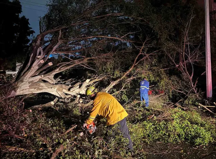Derrumban árboles y espectaculares las primeras lluvias en León