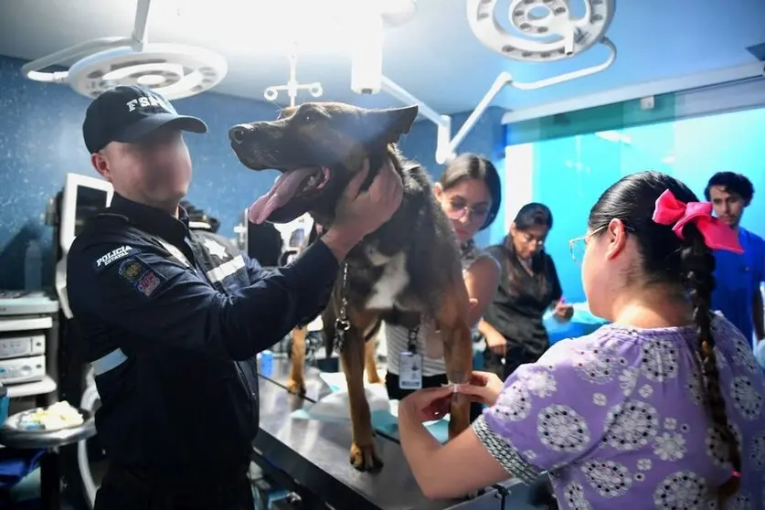 Figo, oficial canino de las FSPE, dona sangre para salvar a mascota en estado crítico