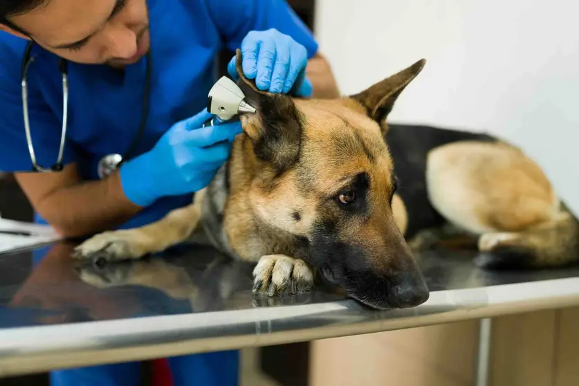 perrito