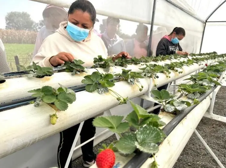 Cultivo de Fresas