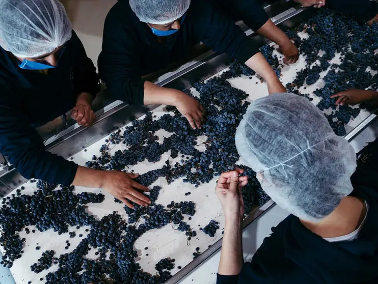 Vinos guanajuatenses ganan premios en los Decanter World Wine Awards 2025