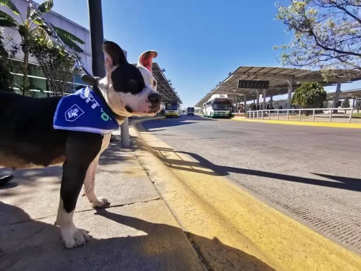 Gana seguidores &lsquo;Patitas en el SIT&rsquo;