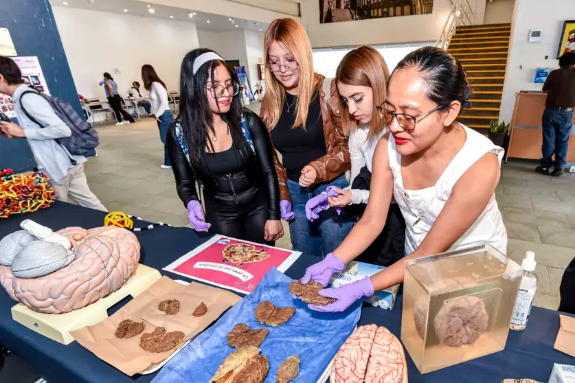Estudiantes y asistentes observaron muestras reales y exploraron procesos neuronales mediante ejercicios de estimulaci&oacute;n cognitiva.