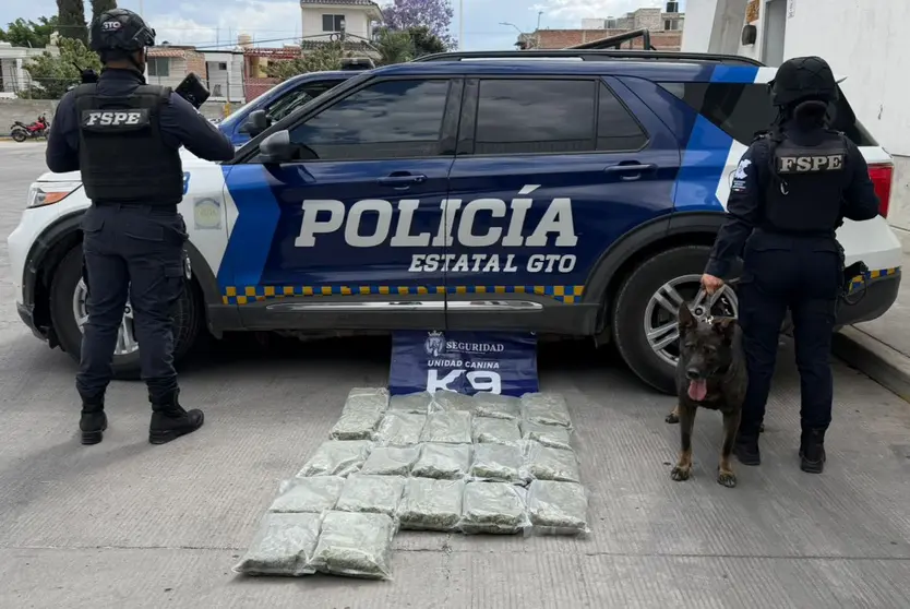 El cargamento, que suma m&aacute;s de 13,000 dosis, fue detectado por la Unidad Canina K9 en puntos estrat&eacute;gicos de Irapuato y Le&oacute;n.