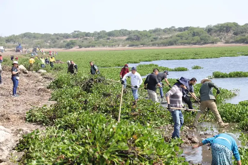 Contin&uacute;an jornadas de retiro de lirio acu&aacute;tico en la presa Ignacio Allende