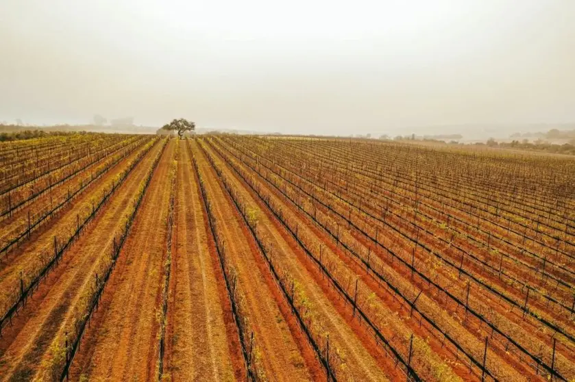 cuna de tierra vi&ntilde;edo