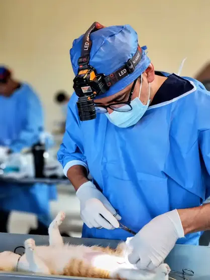 Preparan campa&ntilde;a de esterilizaci&oacute;n gratuita para mascotas en Celaya