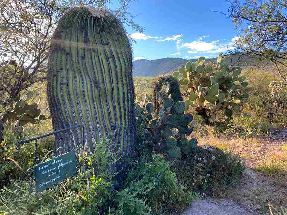 Las cactáceas gigantes de Tierra Blanca llegan a 300 o 400 años de edad