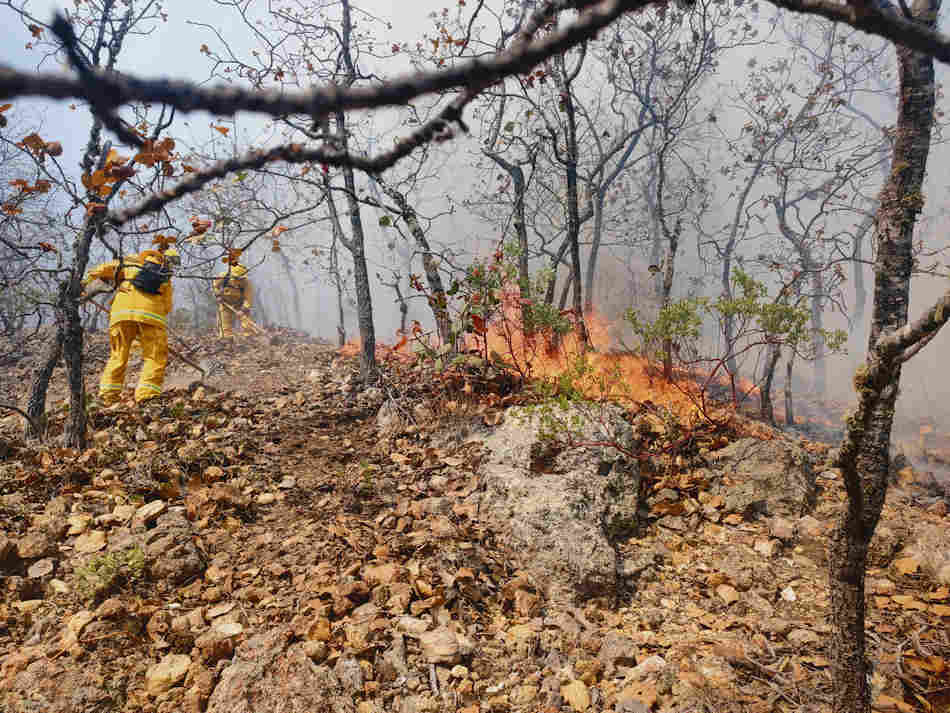 Brigada Forestal de Guanajuato, guardián que combate el fuego y protege la biodiversidad (2)